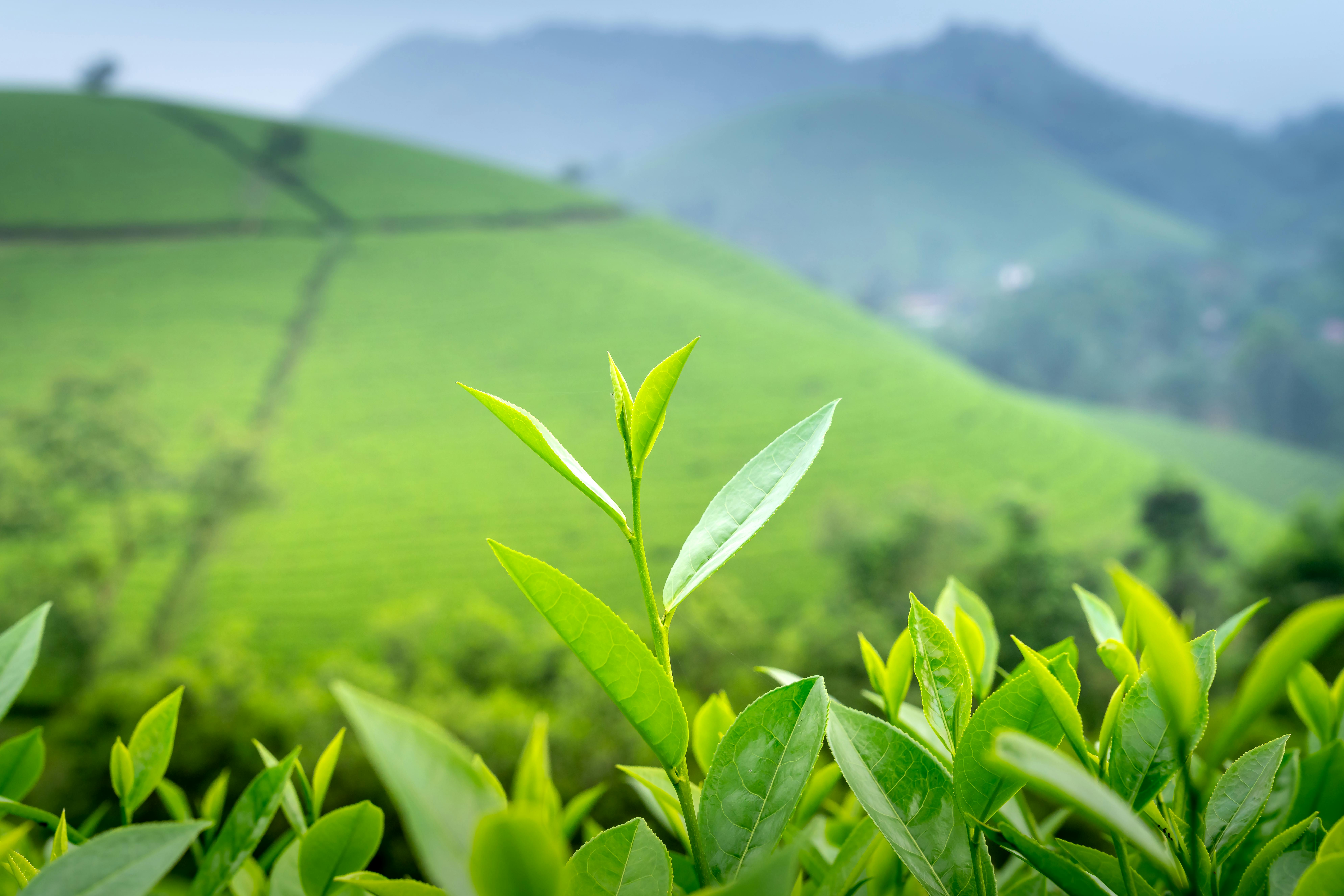 Fresh tea leaves with morning dew